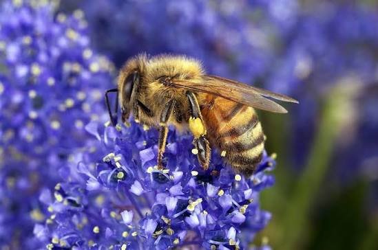 تقرير شامل عن النحل،A comprehensive essay about bee🐝